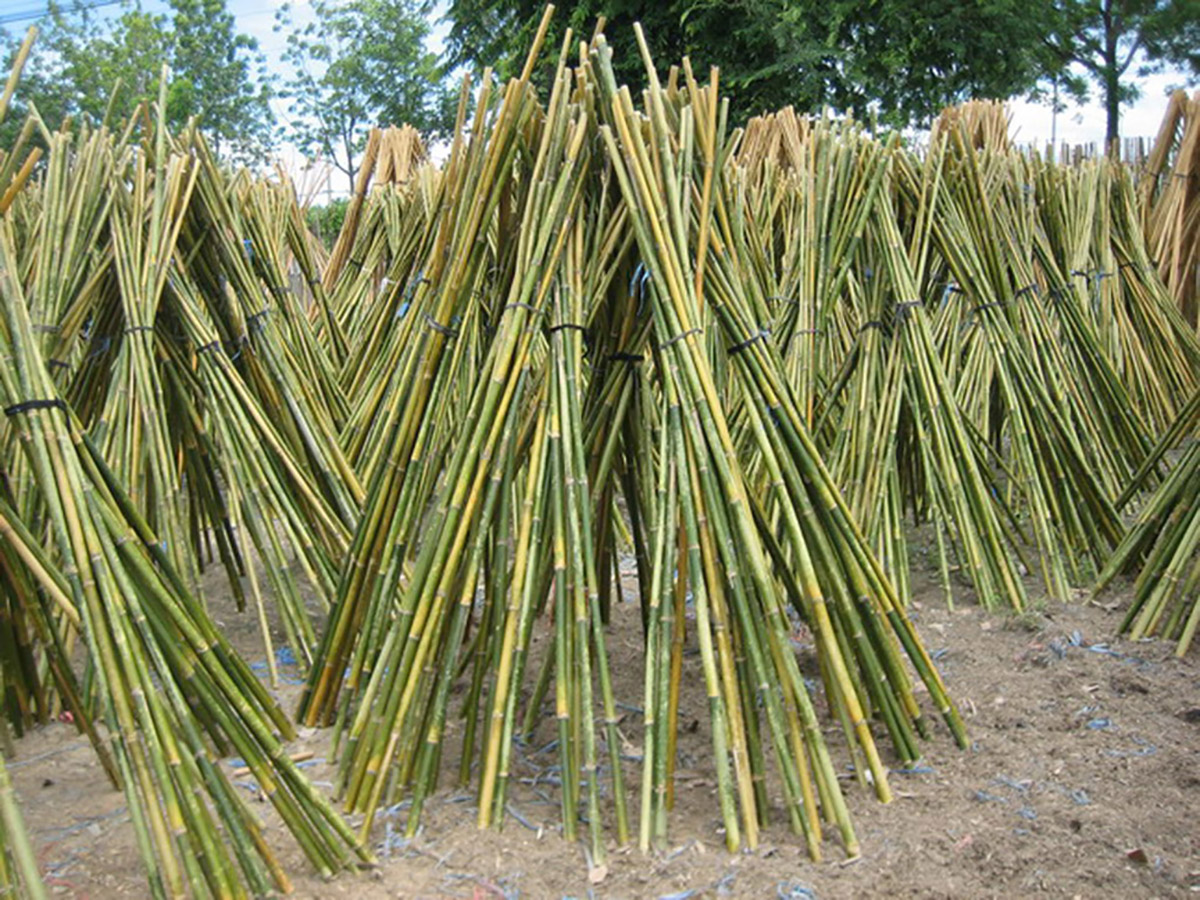 fascine di bambu